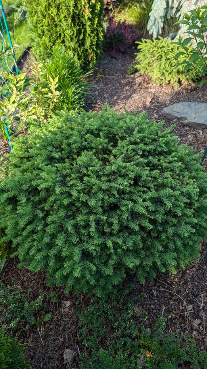 Picea mariana ‘Karel'