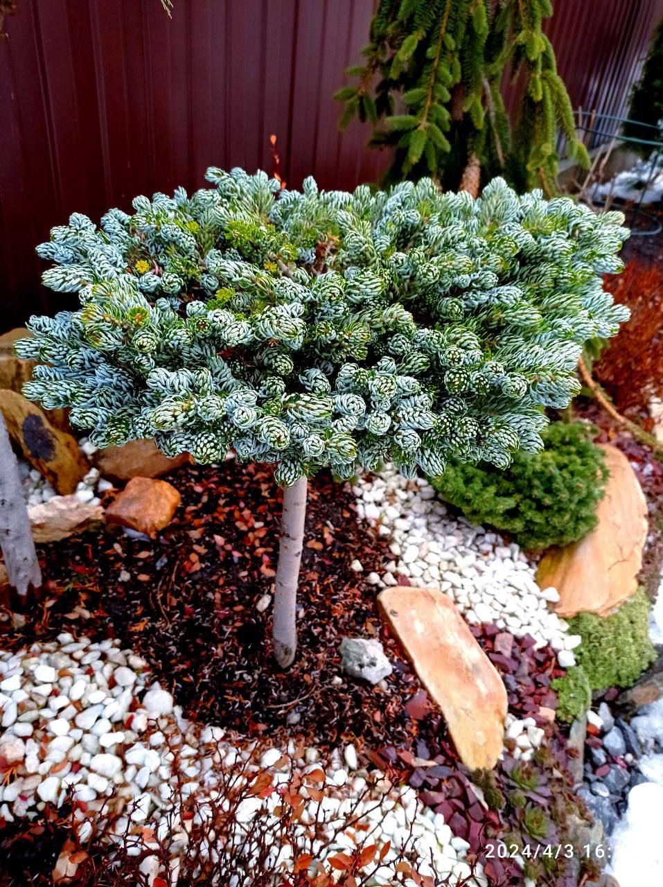 Abies koreana ‘Kohout's Icebreaker’