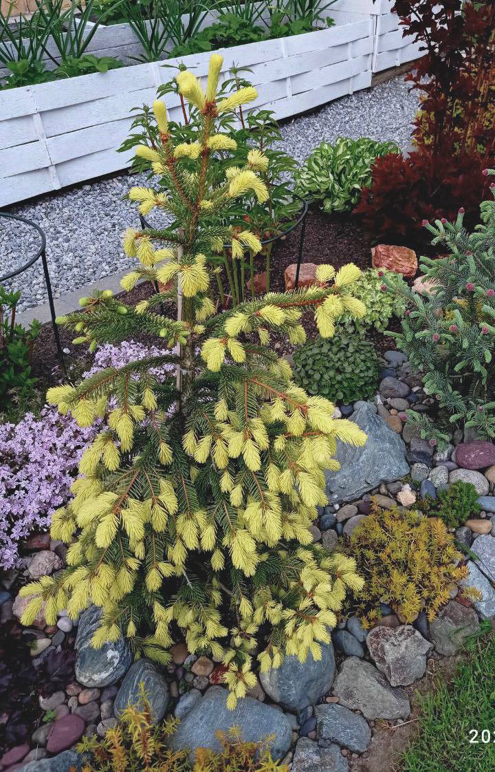 Picea abies ‘Perrys Gold’