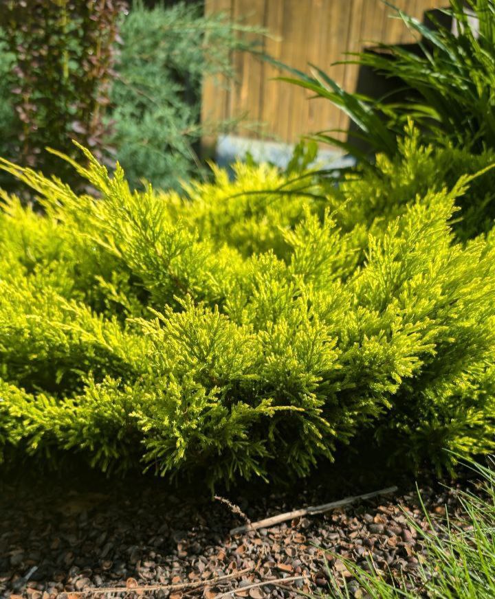 Juniperus horizontalis 'Lime Glow'