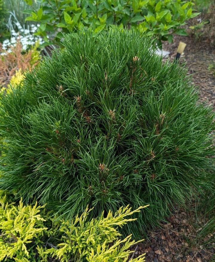 Pinus mugo 'Varella'