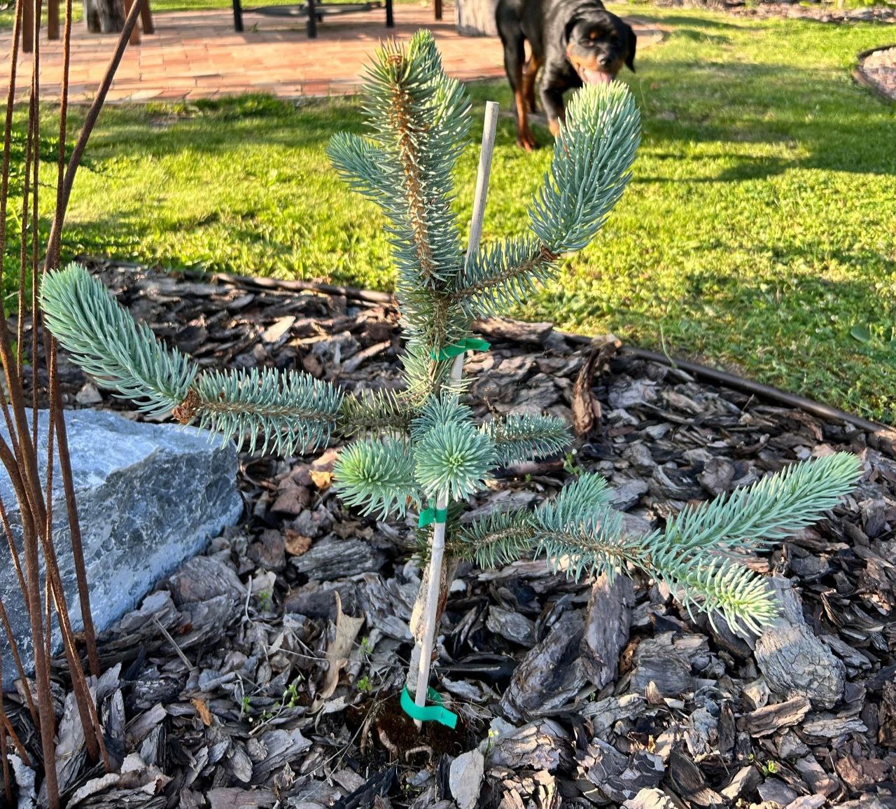 Picea pungens 'Profesor Rivoli'