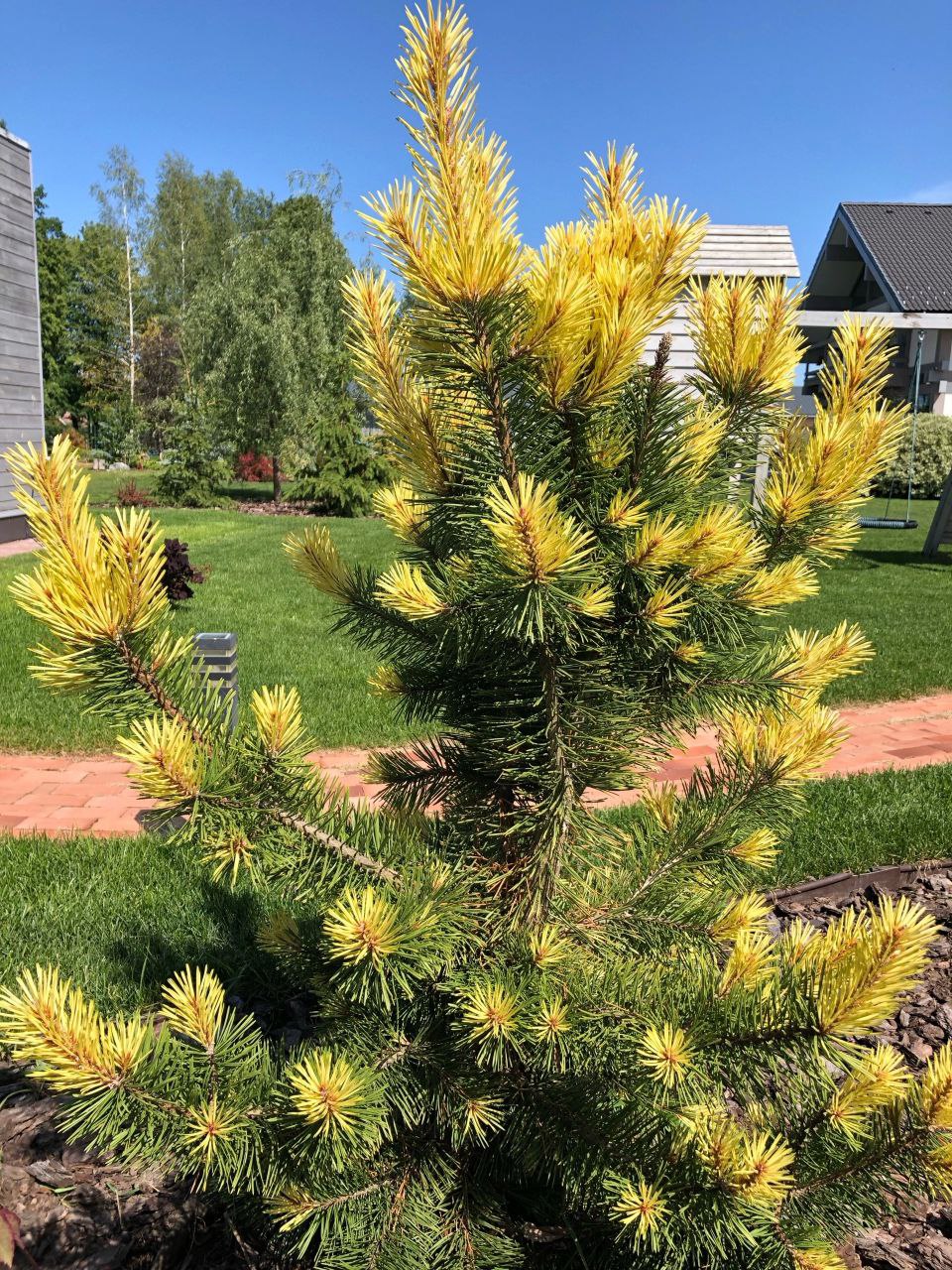 Pinus contorta 'Taylor's Sunburst'