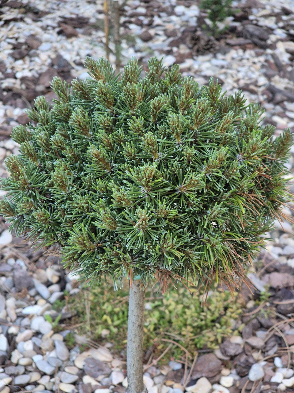 Pinus mugo 'Jezek'