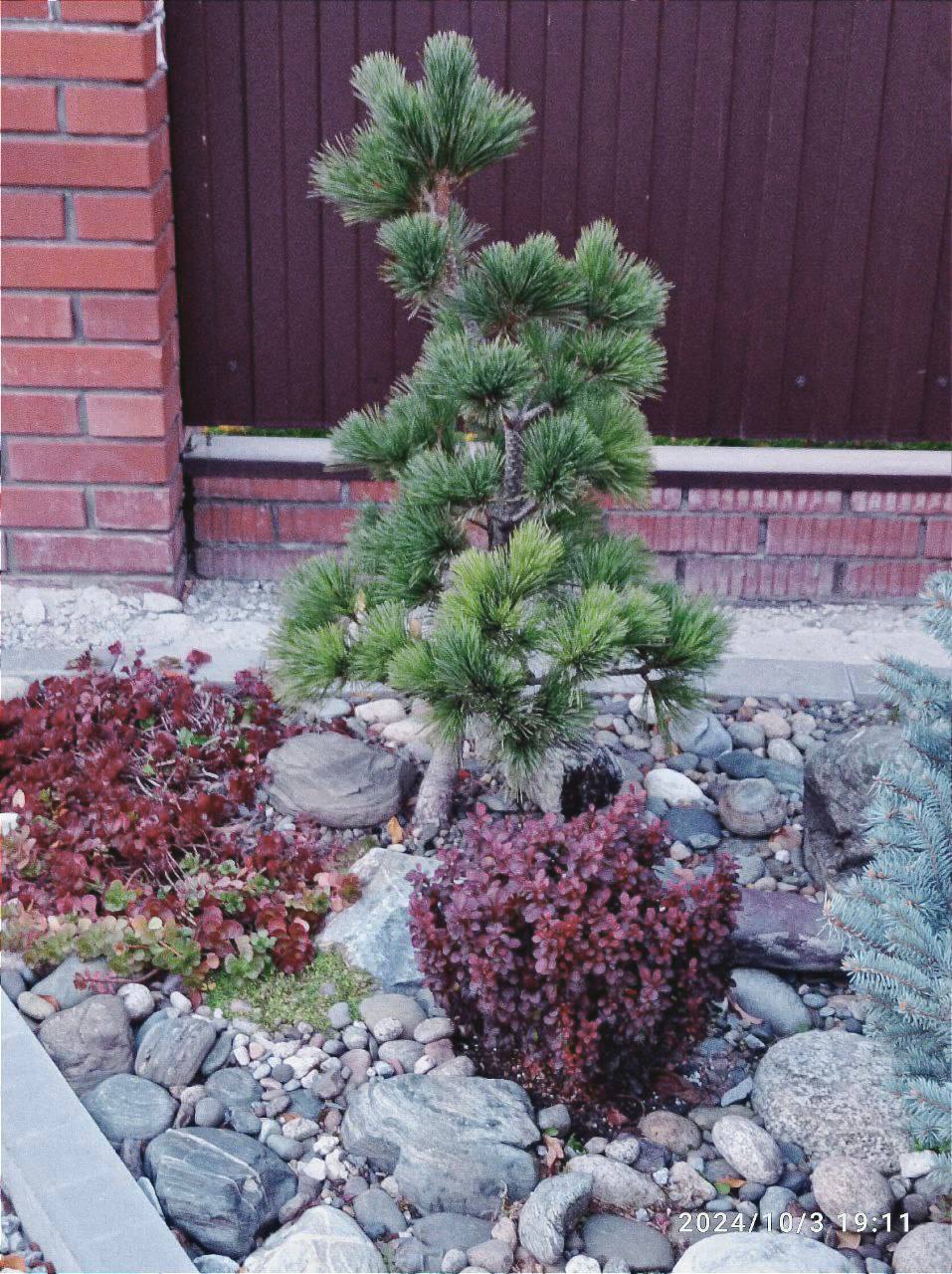 Pinus peuce ’Hristo Tsakov’
