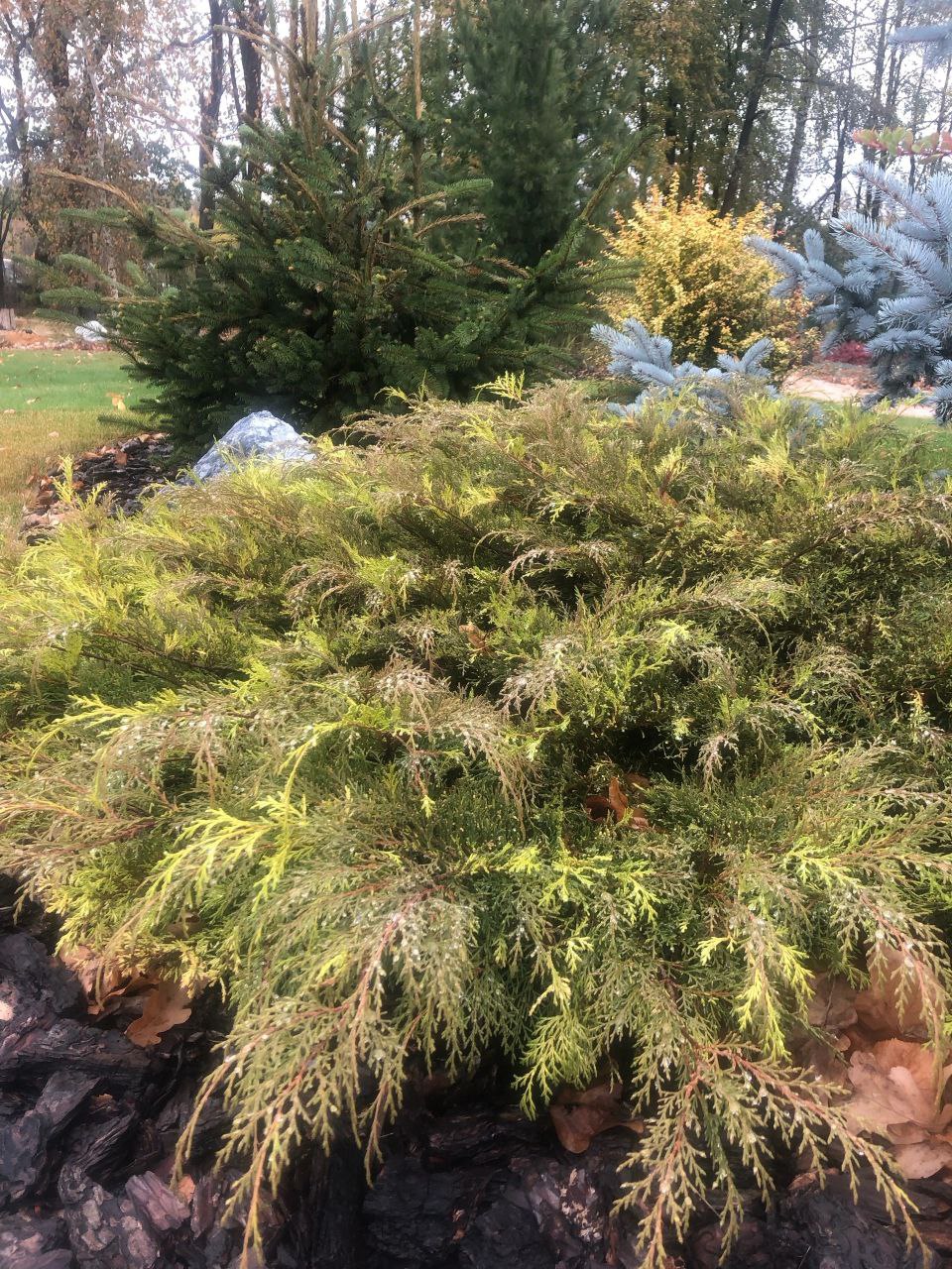 Microbiota decussata 'Gold Spot'