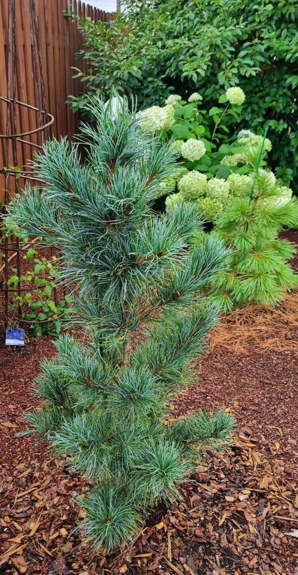Pinus koraiensis ‘Silveray’