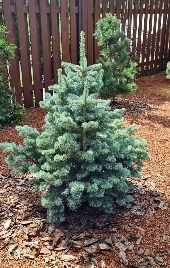 Abies lasiocarpa ‘Compacta’