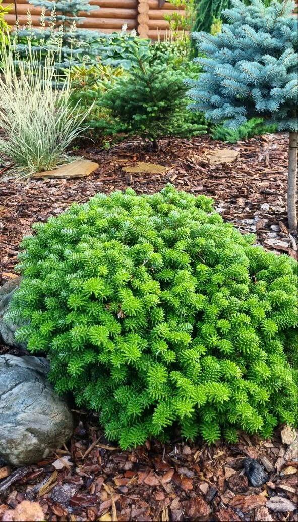 Abies koreana ‘Brilliant’
