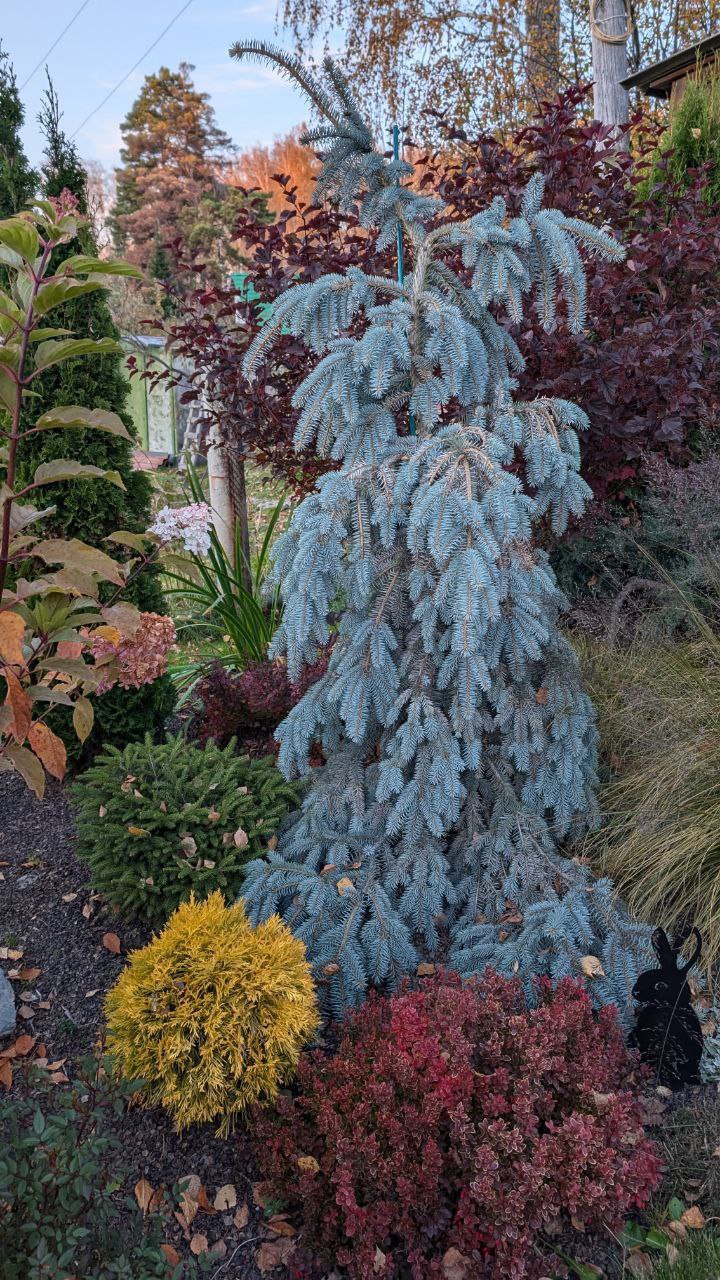 Picea pungens 'The Blues'