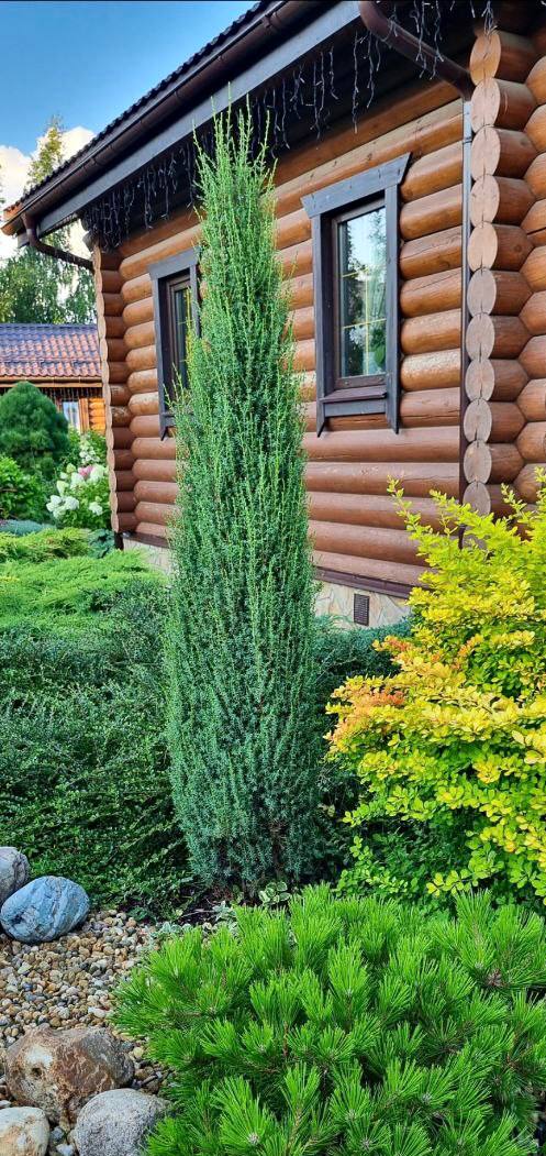 Juniperus communis ‘Arnold’