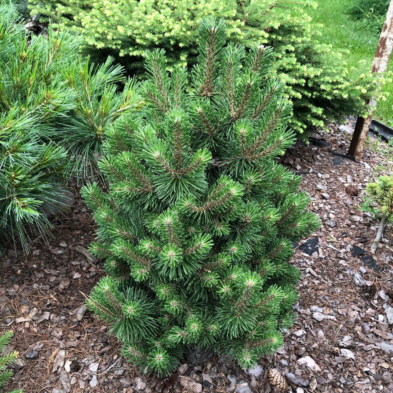 Pinus mugo 'Kladsko'