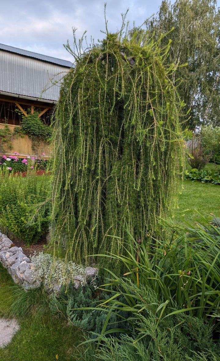 Larix decidua 'Pendula'