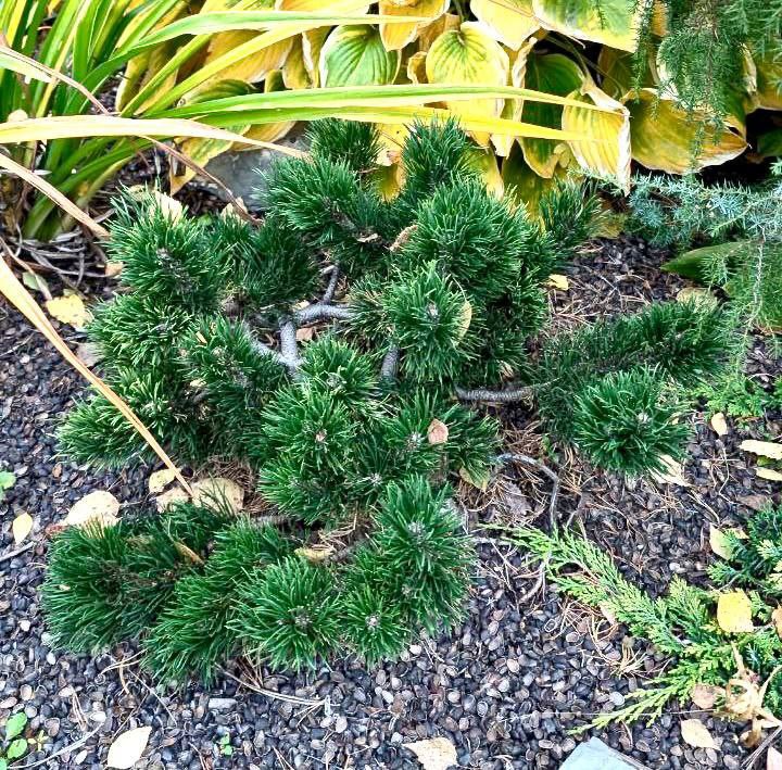 Pinus mugo 'Jakobsen'