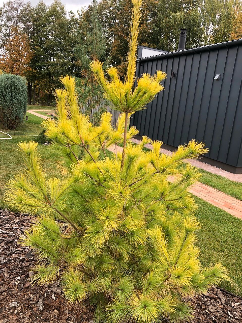 Pinus strobus 'Louie'