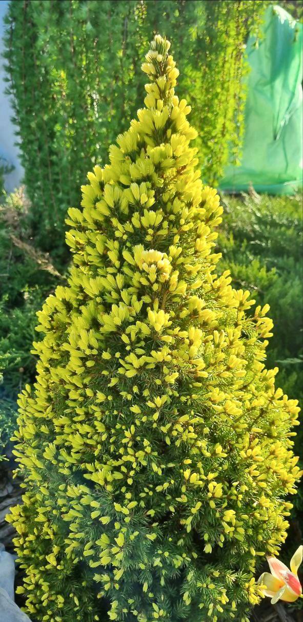 Picea glauca ‘Daisy's White’