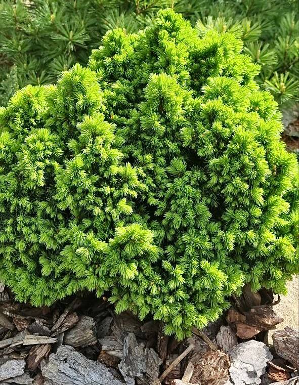 Picea glauca ‘Alberta Globe’