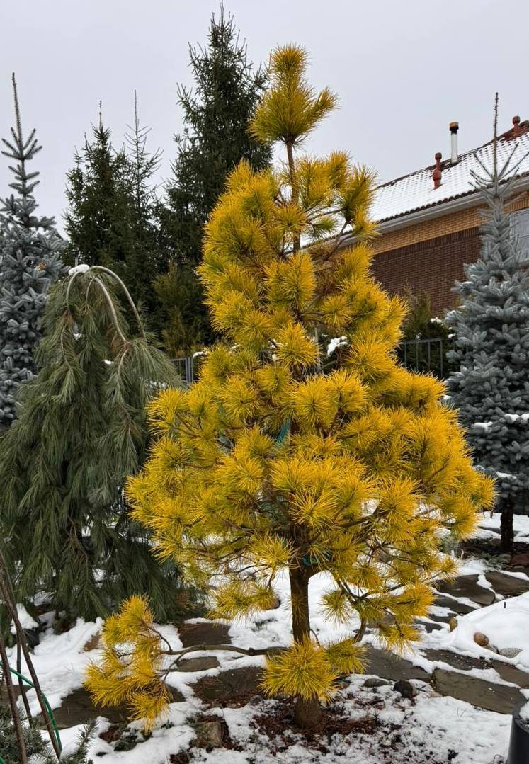 Pinus contorta ‘Chief Joseph’
