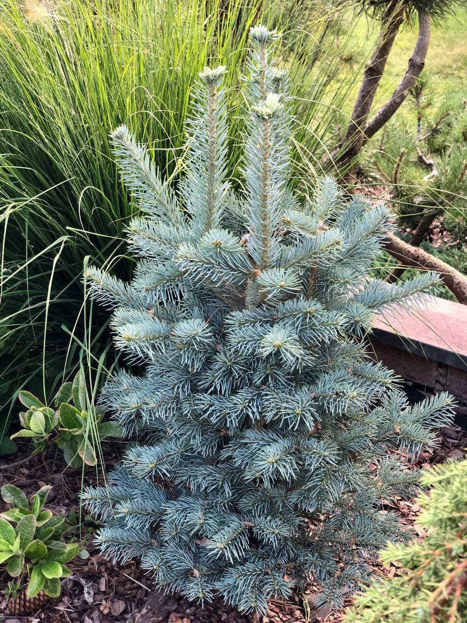 Abies lasiocarpa 'Compacta'