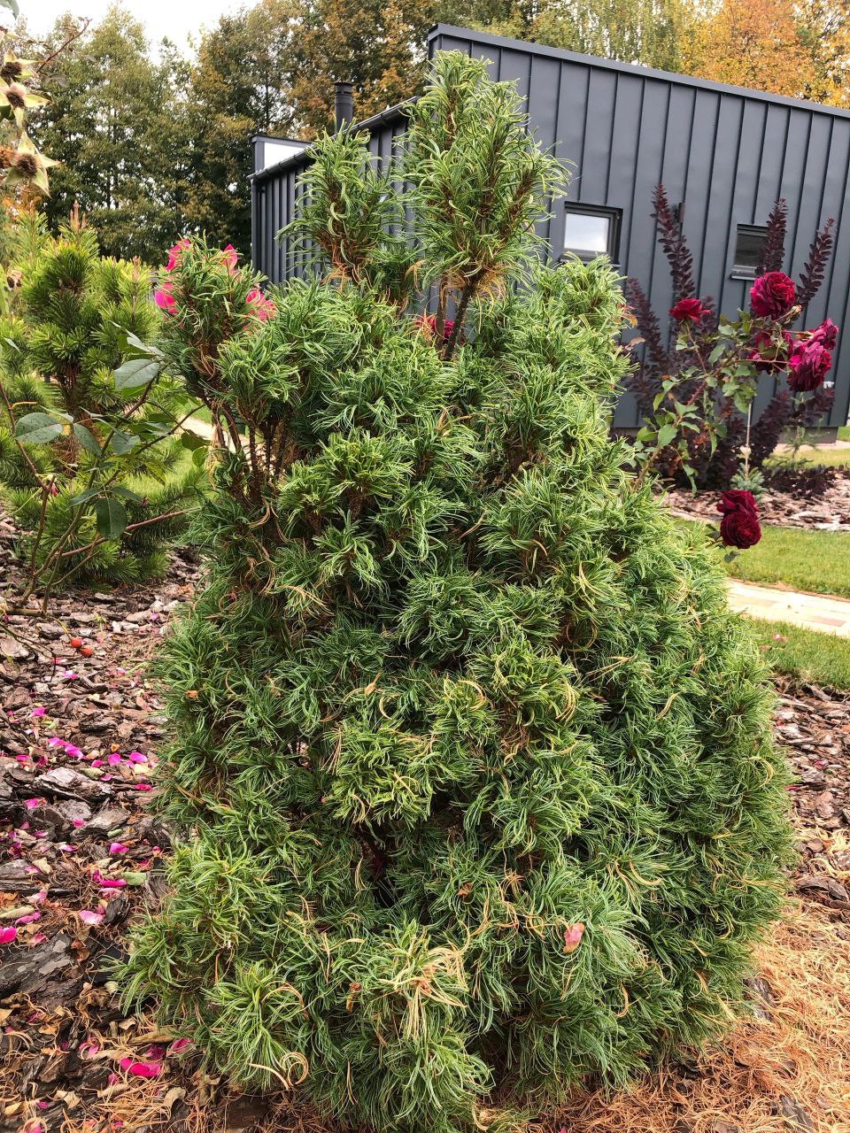 Pinus strobus 'Green Curls'