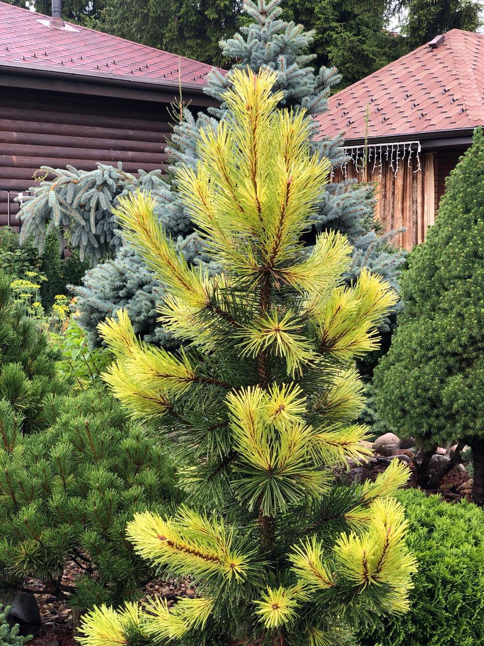 Pinus contorta ‘Taylor's Sunburst’