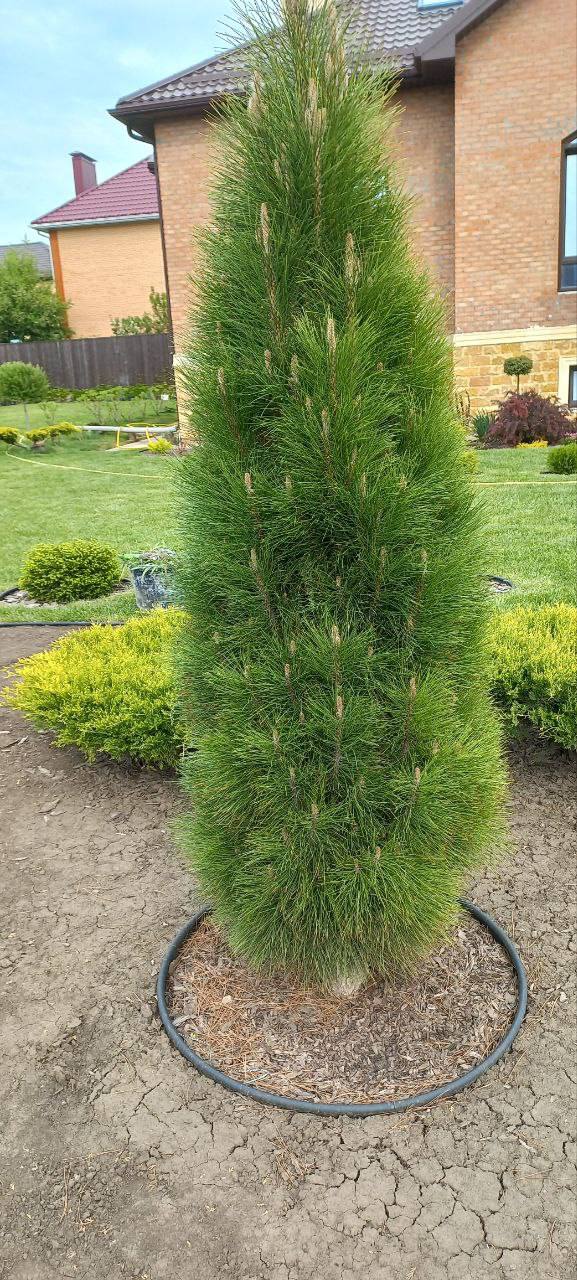 Pinus nigra ‘Green Tower’