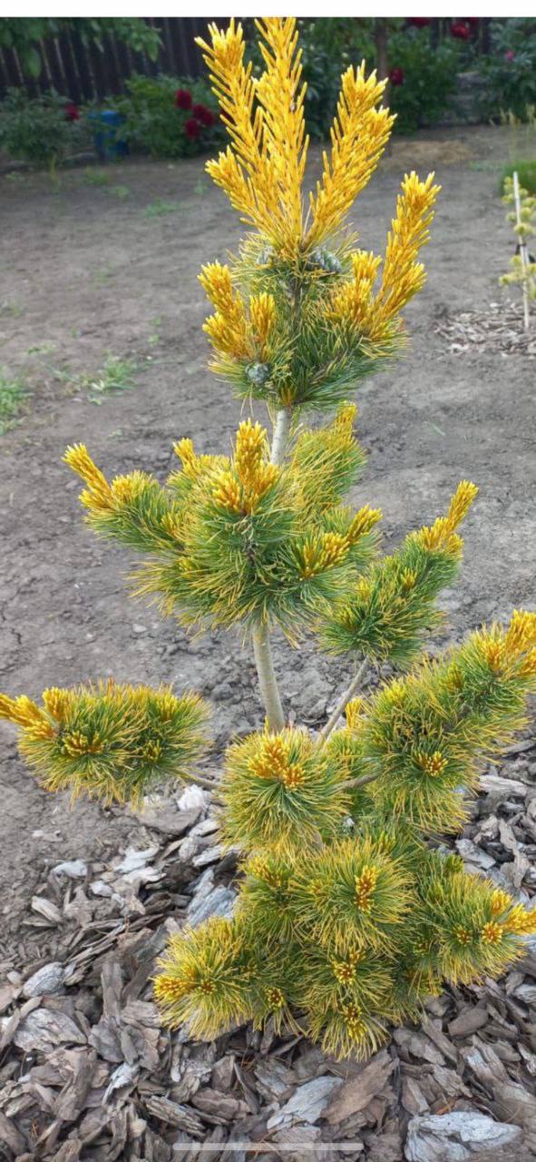 Pinus parviflora ‘Goldilocks’