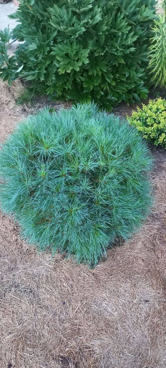 Pinus strobus ‘Mary Butler‘