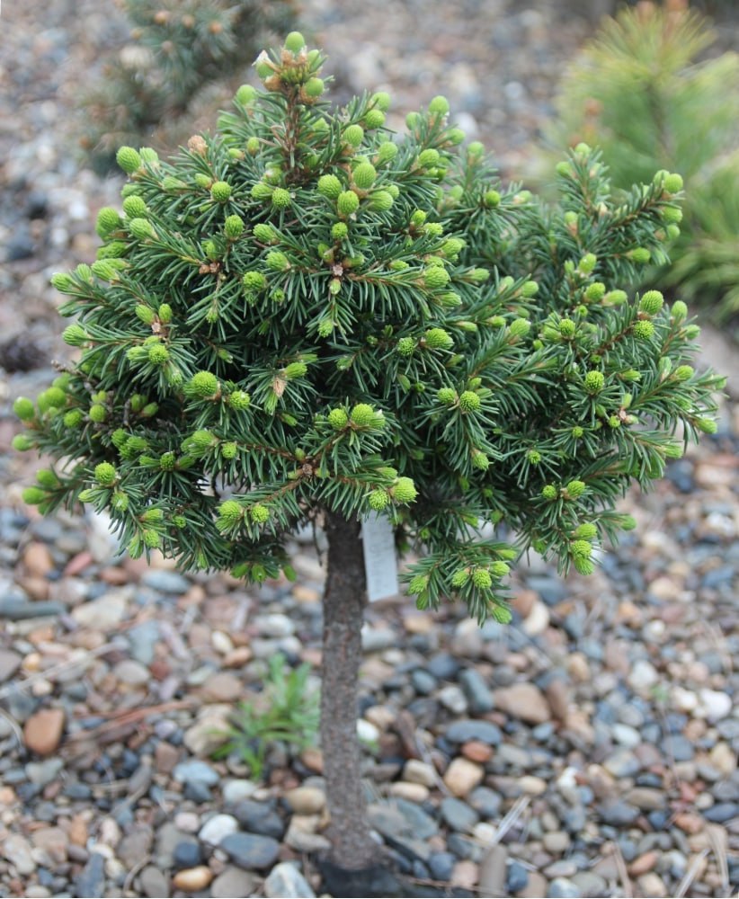 Picea obovata ‘Burkhan’