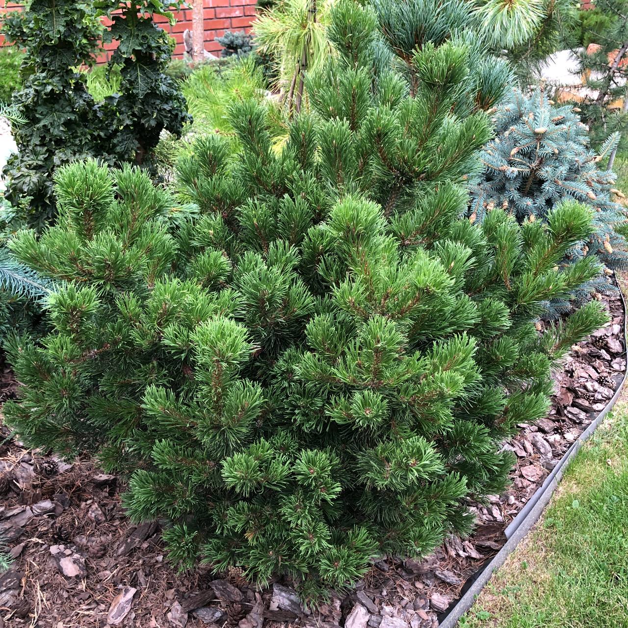Pinus mugo ‘Edsal Wood’