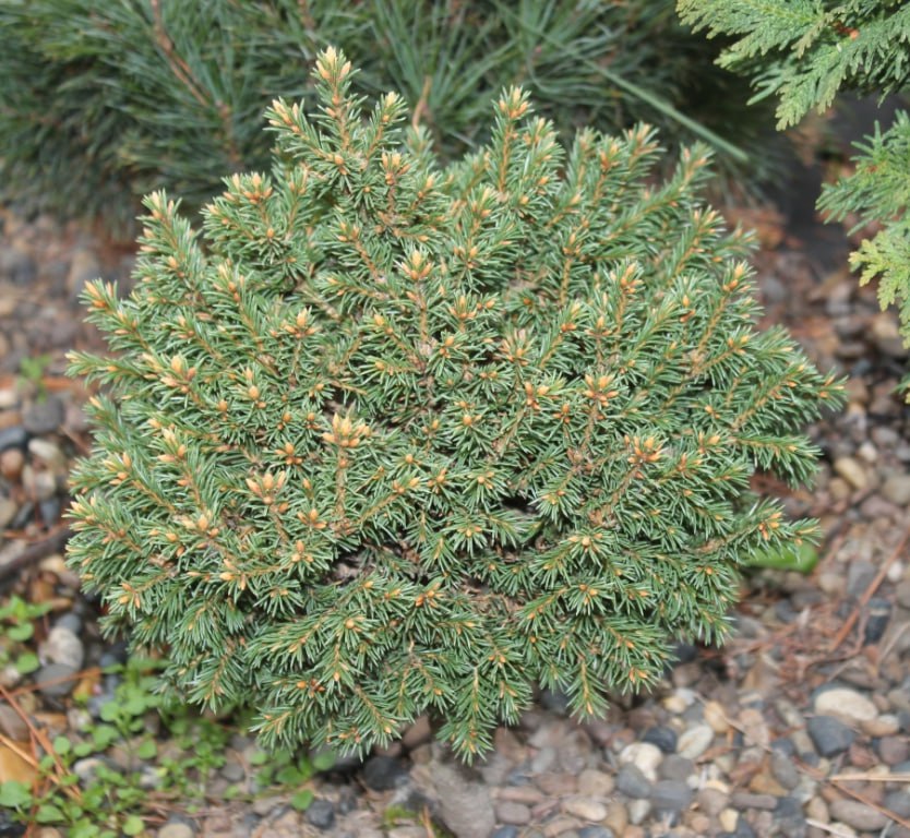 Picea obovata  ‘Kandinka’