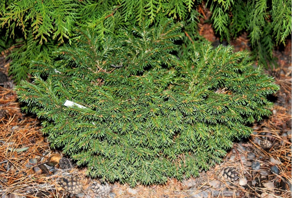 Picea obovata  ‘Kurlek’
