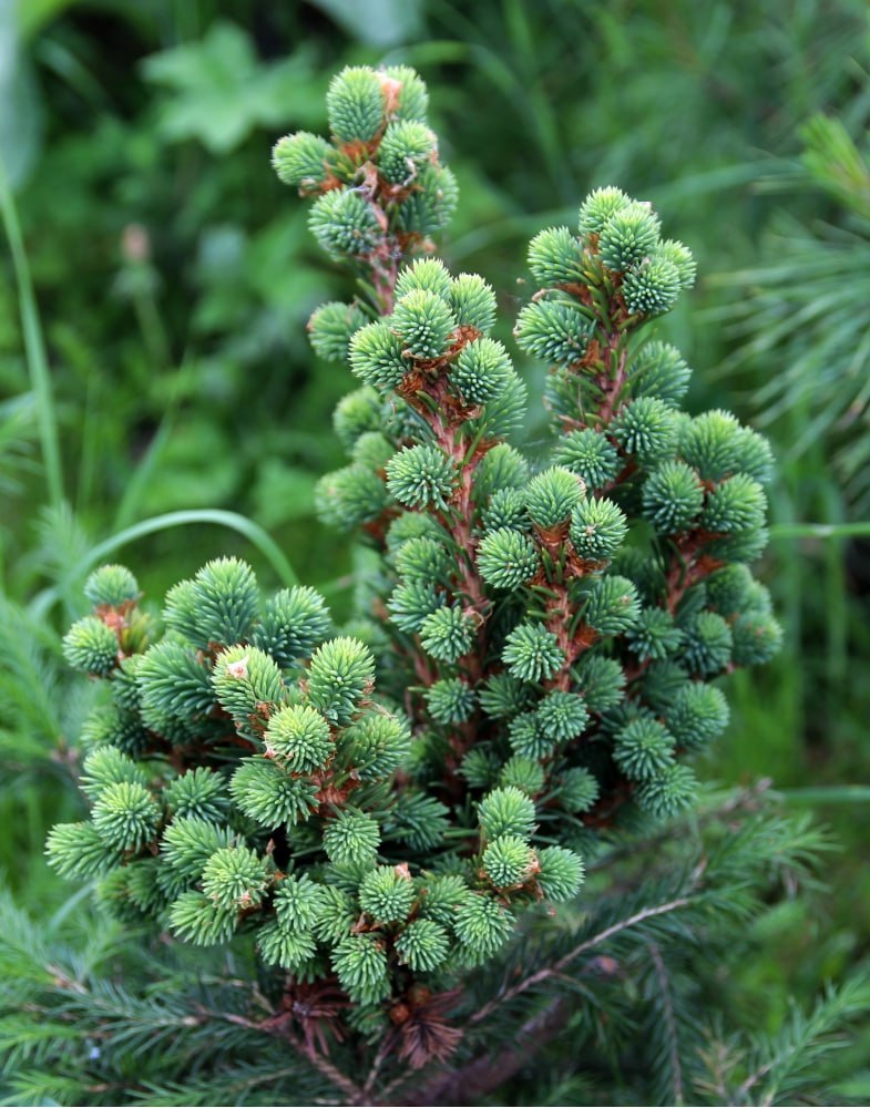 Picea obovata  ‘Lena’