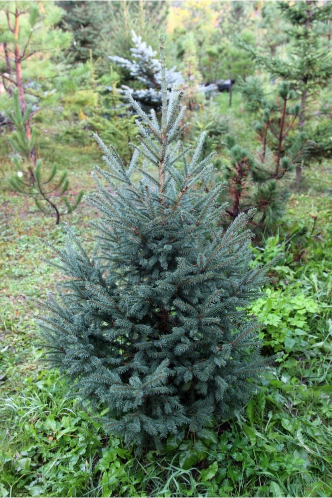 Picea obovata 'Onguday'