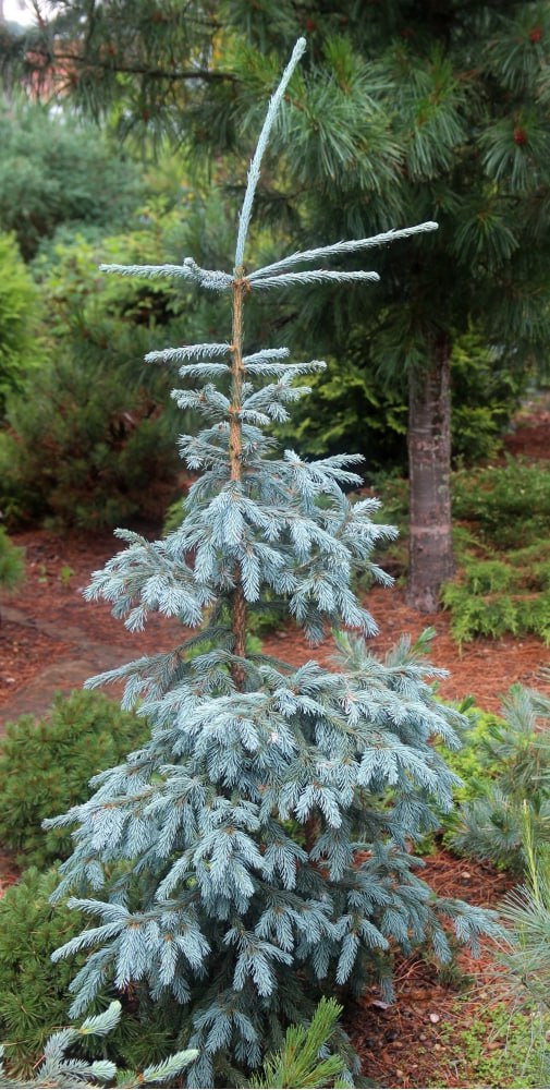 Picea obovata 'Seminskaja Golubaja'