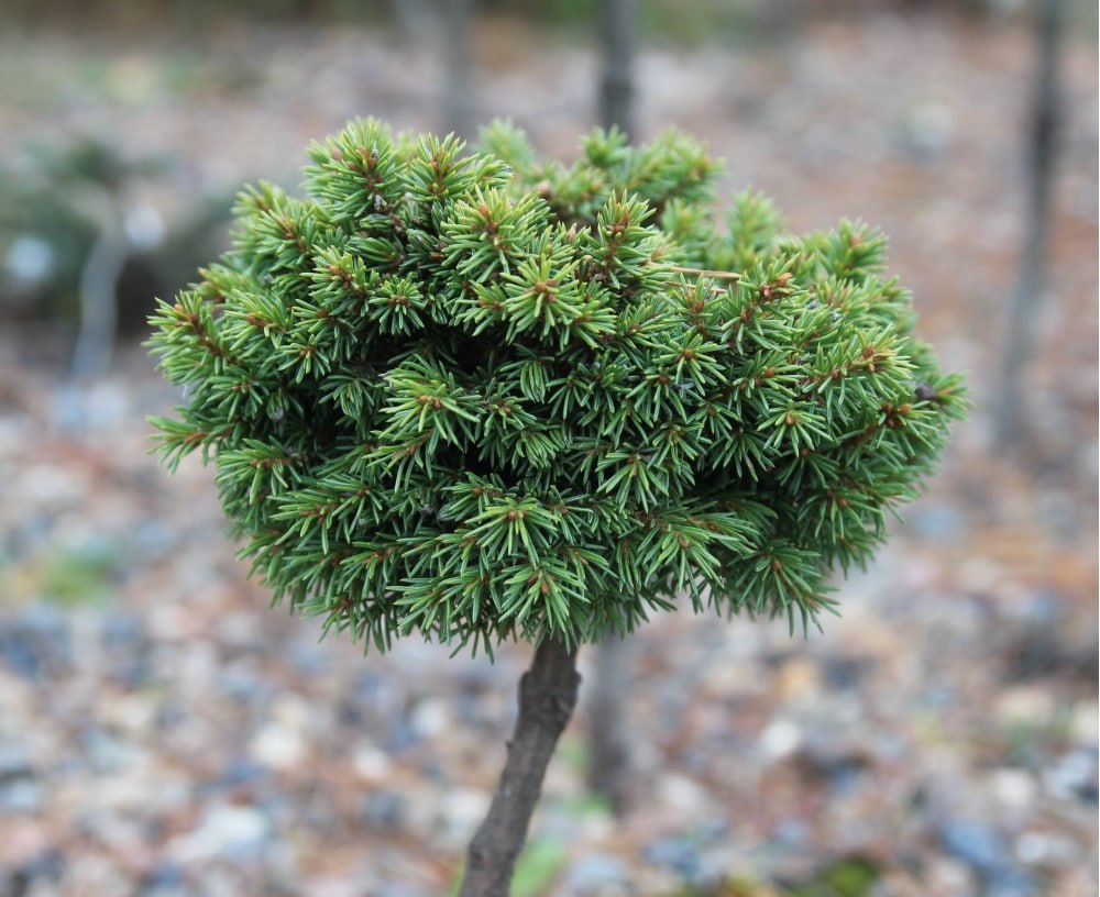 Picea obovata 'Tengri'