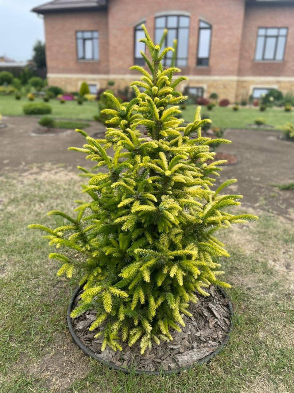 Picea omorika ‘ Filip's Spring Sensation’