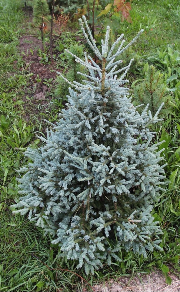 Picea obovata 'Zabajkal'skaya Golubaya'