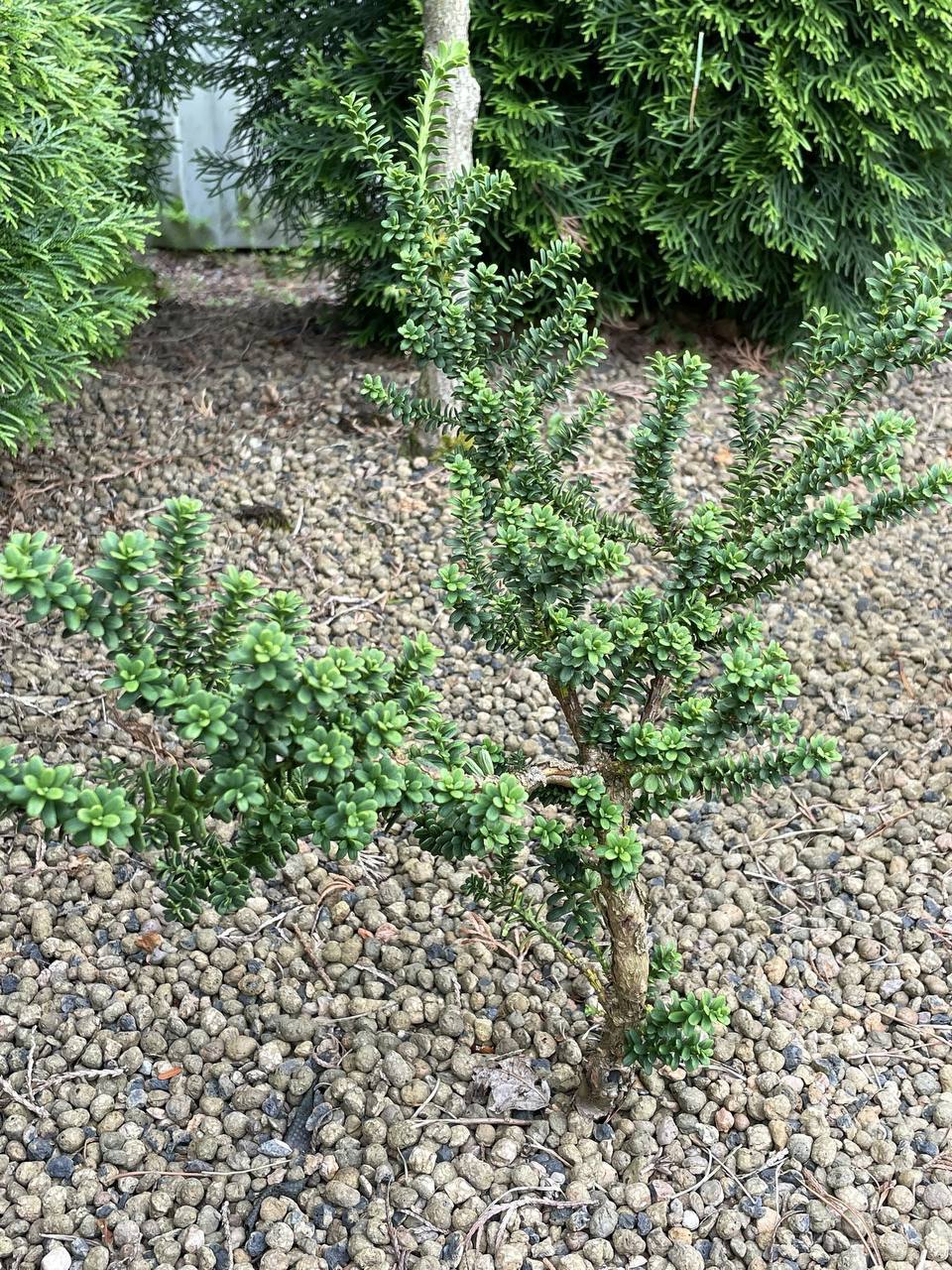 Taxus baccata ‘Amersfoort'