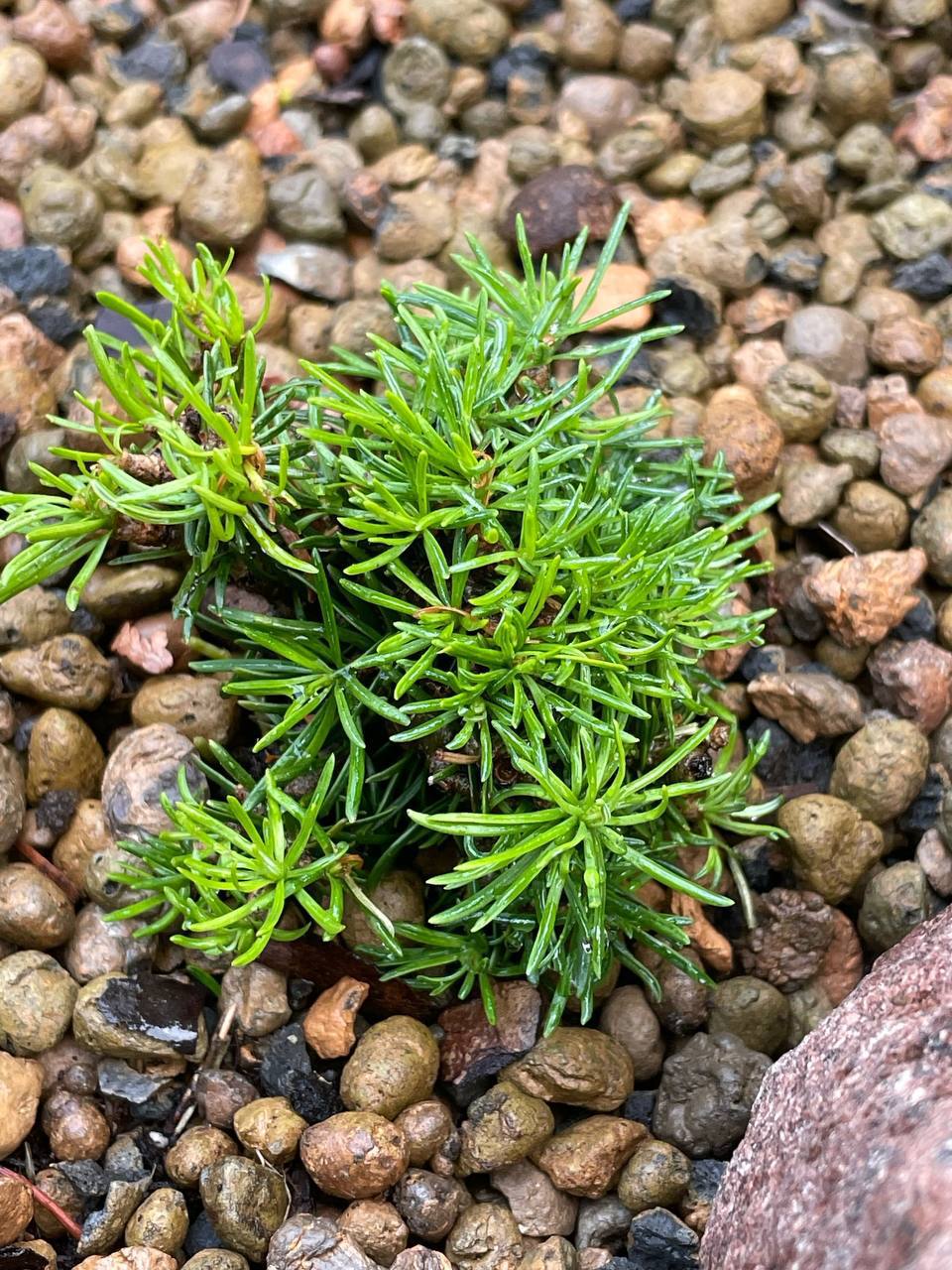 Abies lasiocarpa 'Duflon'