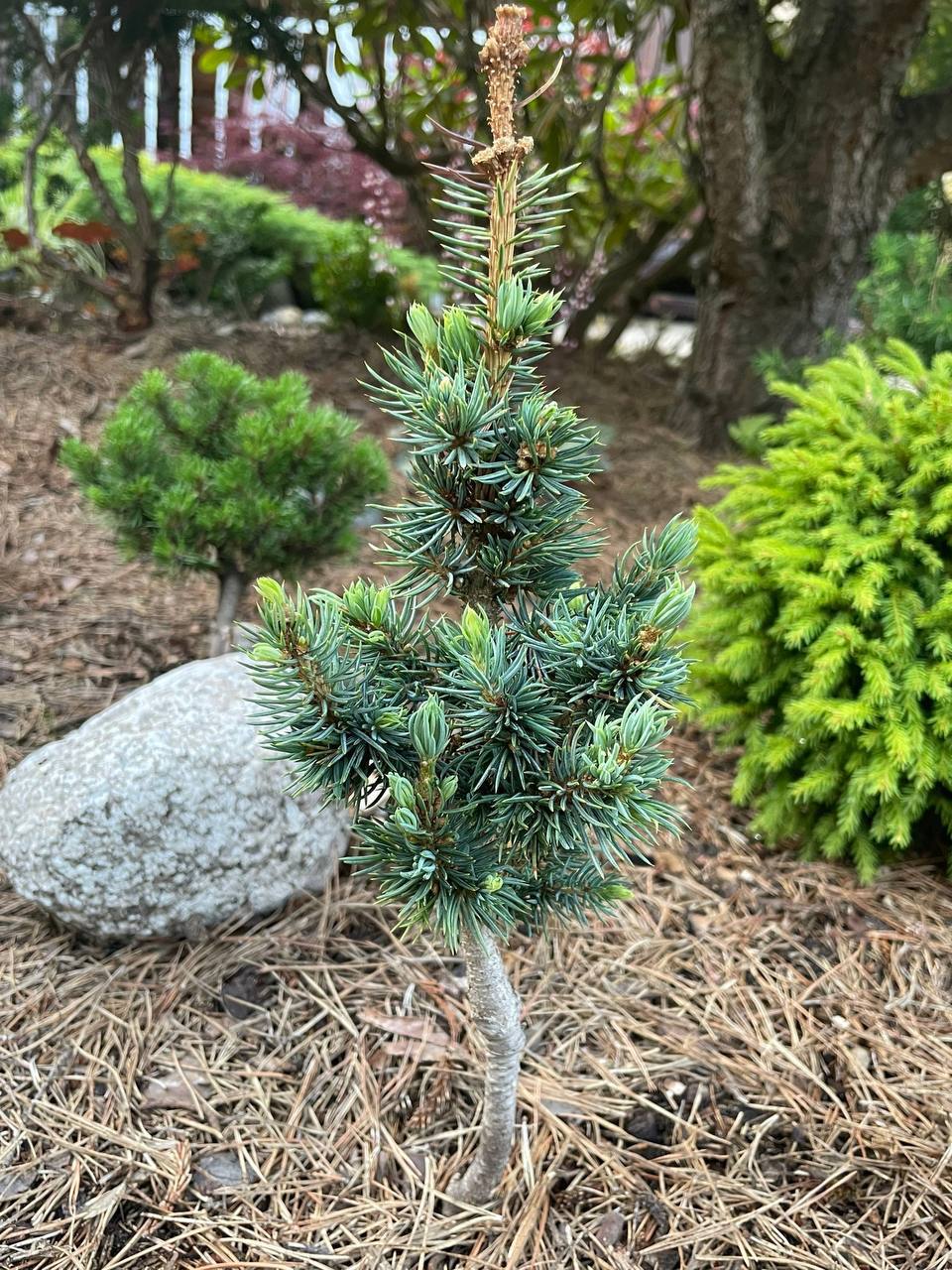 Picea pungens 'Mini Minaret’