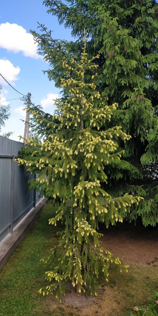 Picea omorika ‘Filip’s Spring Sensation’