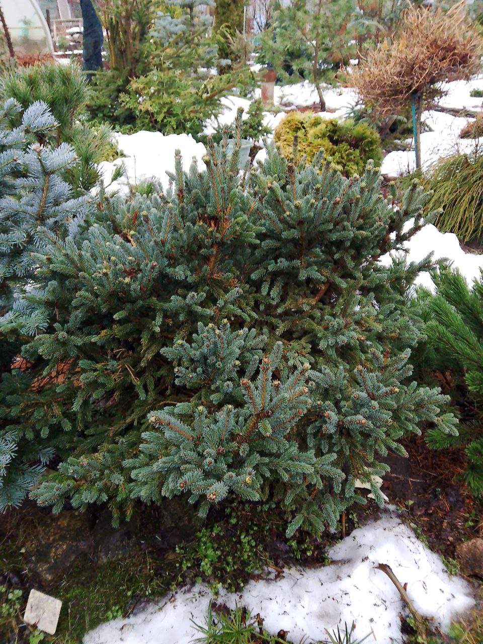 Picea likiangensis (glauca) 'Mittenwald'