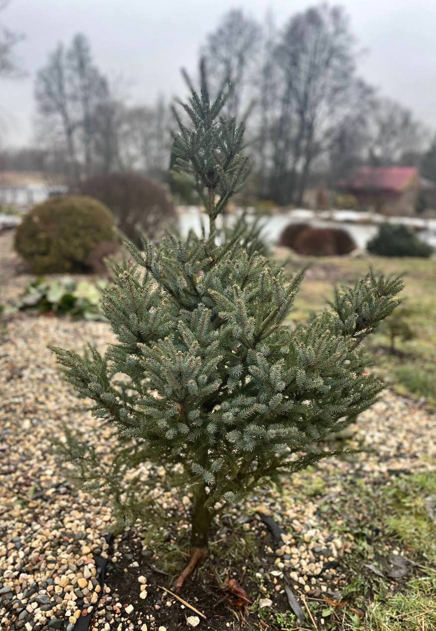 Picea mariana ‘Beissneri’