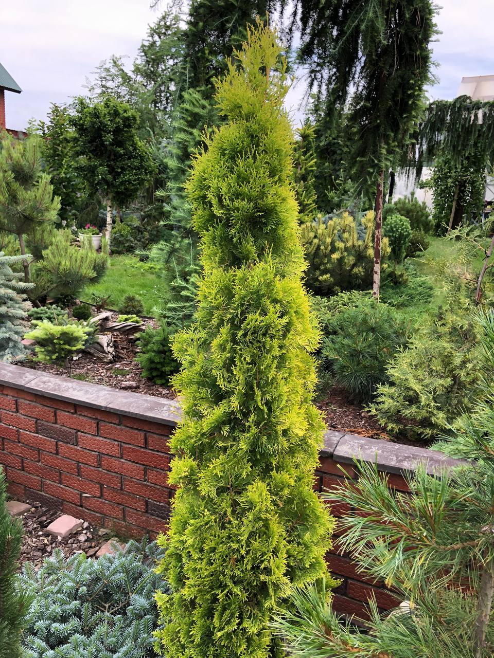 Thuja occidentalis 'Jantar'