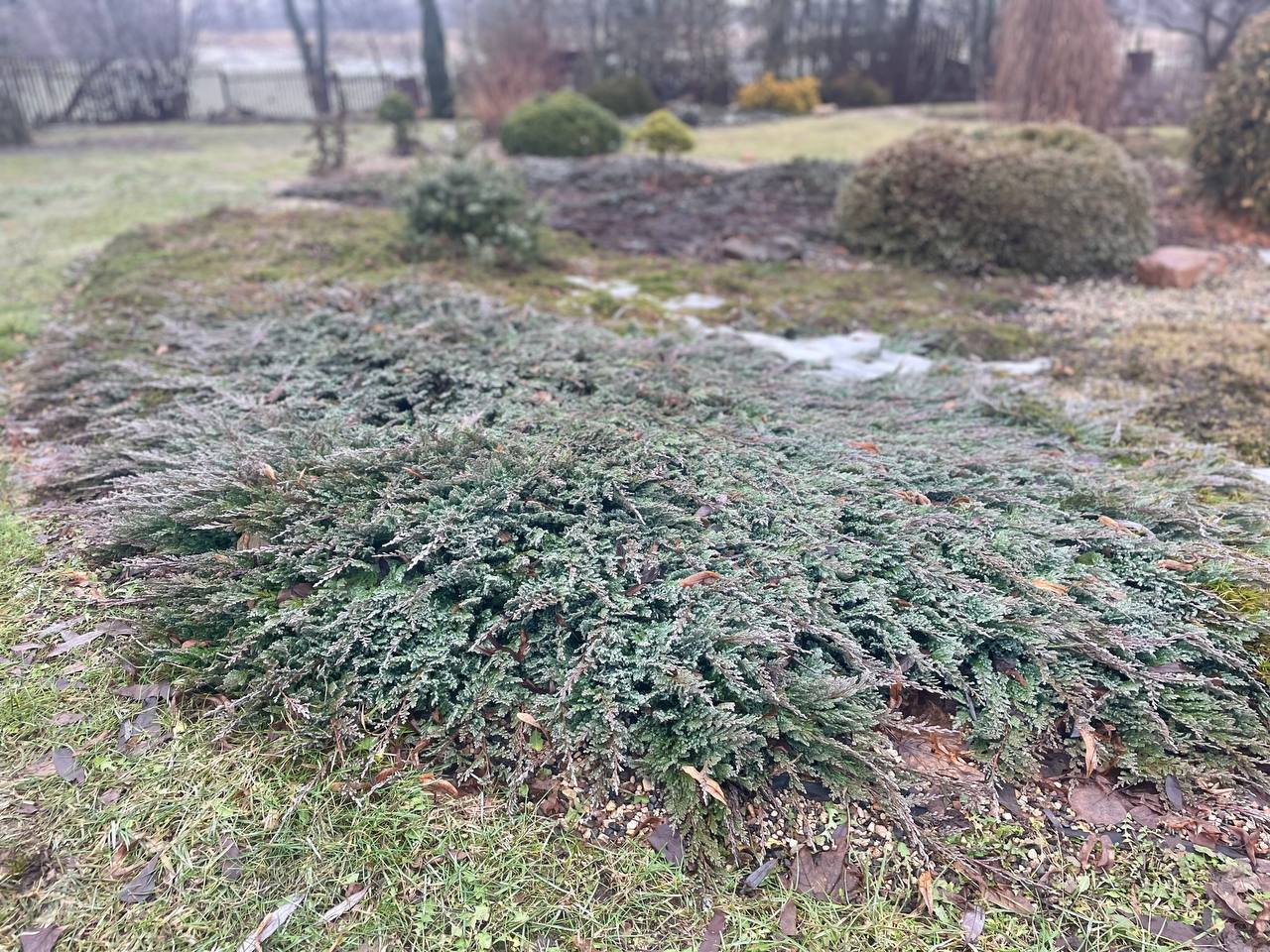 Juniperus horizontalis 'Jade River'