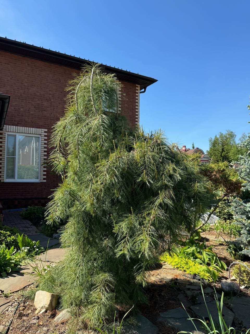 Pinus strobus 'Pendula'