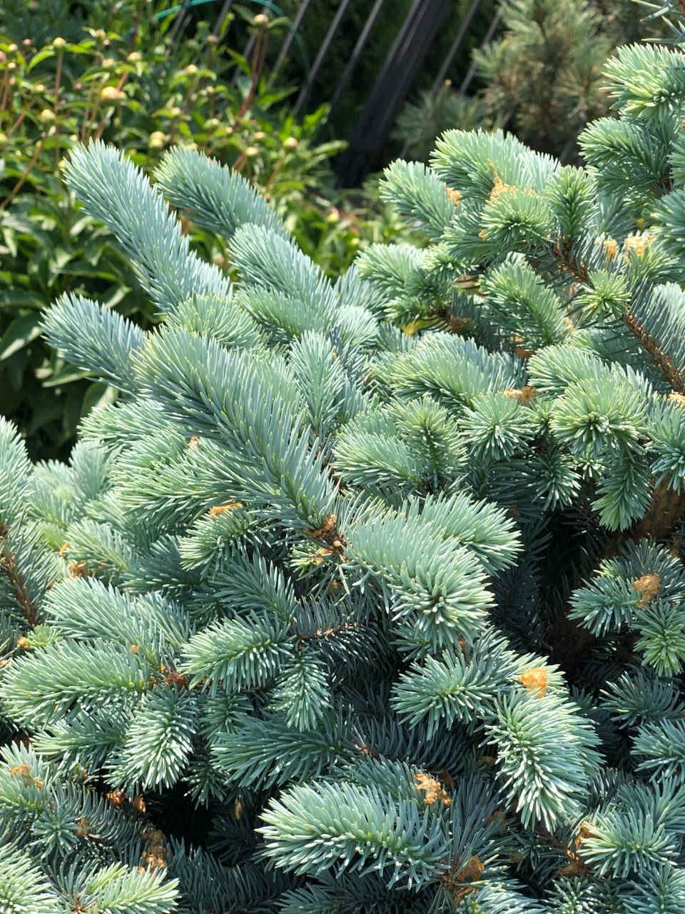 Picea pungens 'Montgomery'