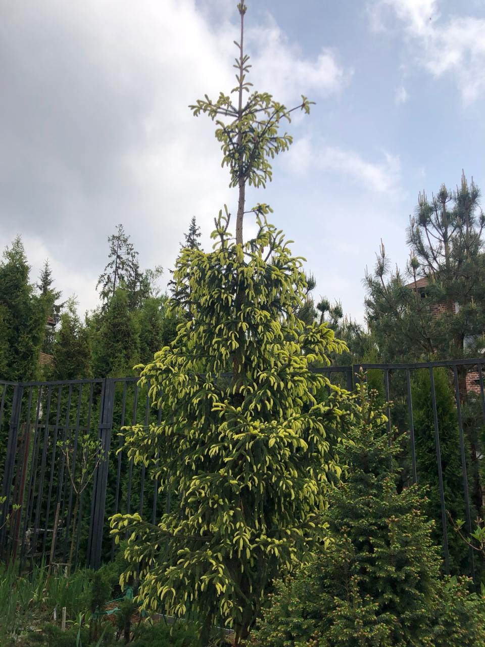 Picea abies 'Finedonensis’