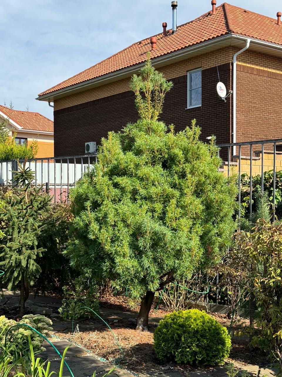 Pinus strobus ‘Tiny Curls’